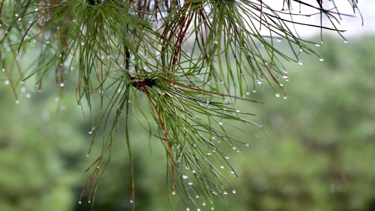 تقلبات جوية.. أمطار متفرقة وبرودة تسبق تحسن الطقس مطلع الأسبوع المقبل